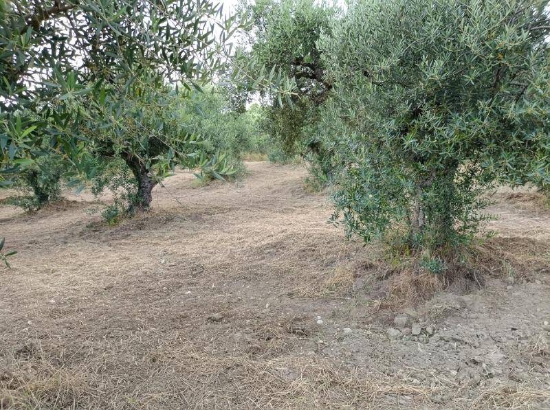 Eine Reihe von Olivenbäumen auf trockenem Boden unter einem klaren Himmel.