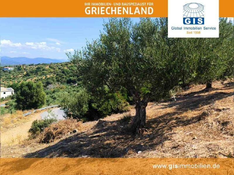 Mediterrane Hügellandschaft mit alten Olivenbäumen und einem kleinen Weg im Vordergrund.