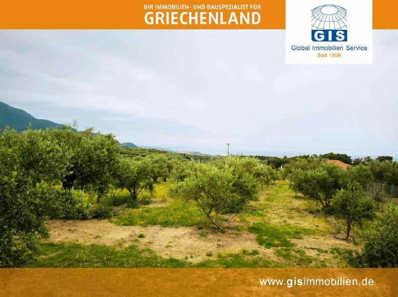 Weitläufiger Olivenhain mit grüner Vegetation und Blick auf die hügelige Landschaft.