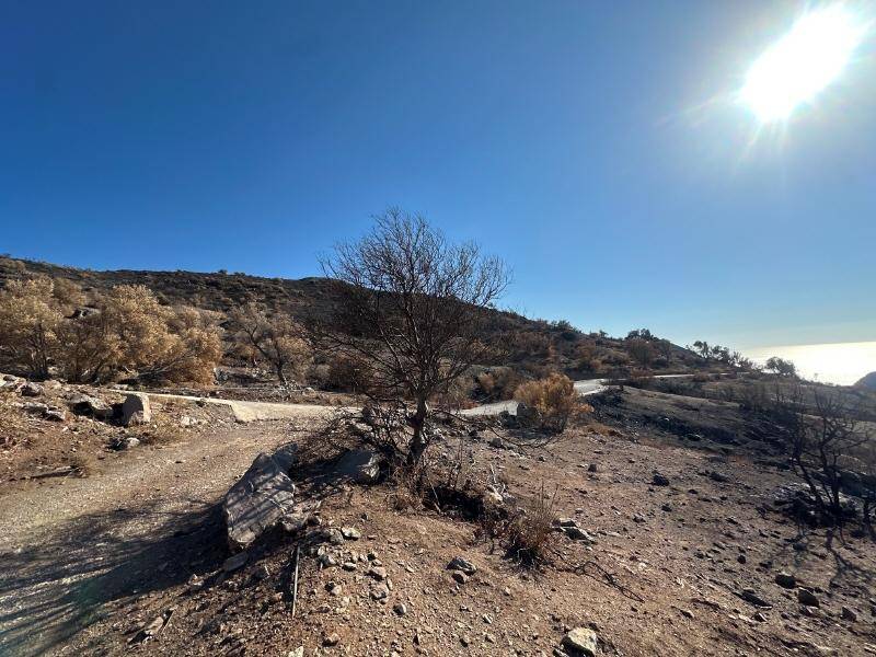 Trockene, felsige Landschaft mit karger Vegetation und einem Baum, im Hintergrund Meer und Berge.