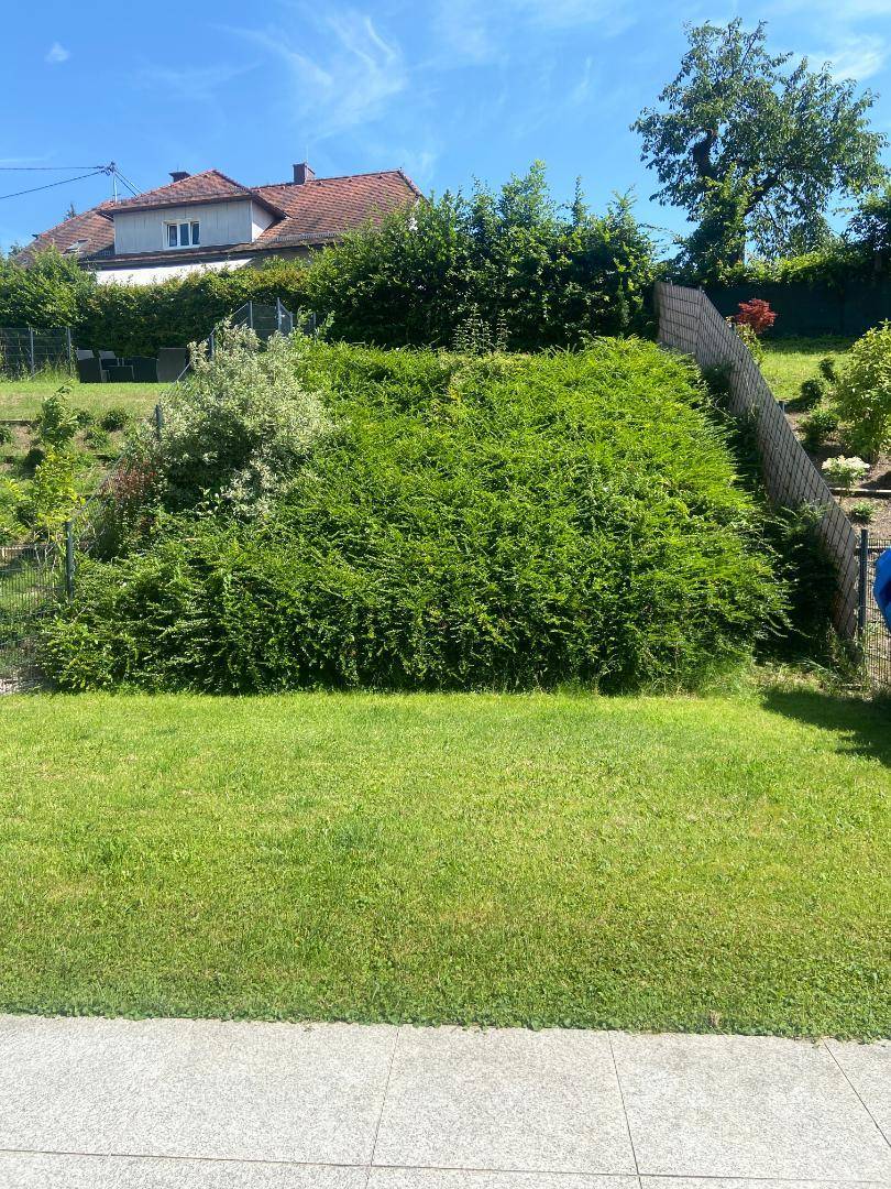 Grüner Gartenbereich mit Hecken und einem sonnigen Hang im Hintergrund.