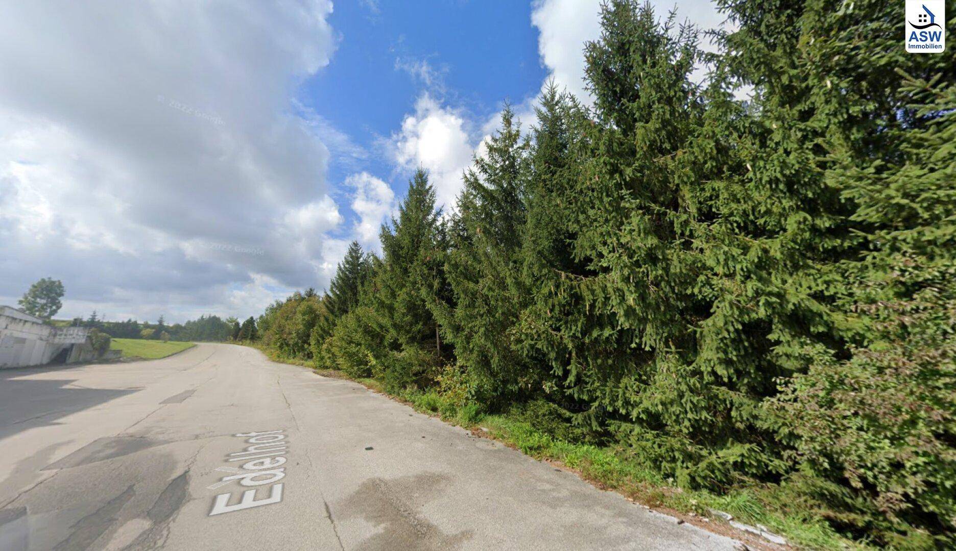 Gepflasterte Straße entlang einer Reihe hoher Nadelbäume unter einem teilweise bewölkten Himmel, ländliche Ansicht.