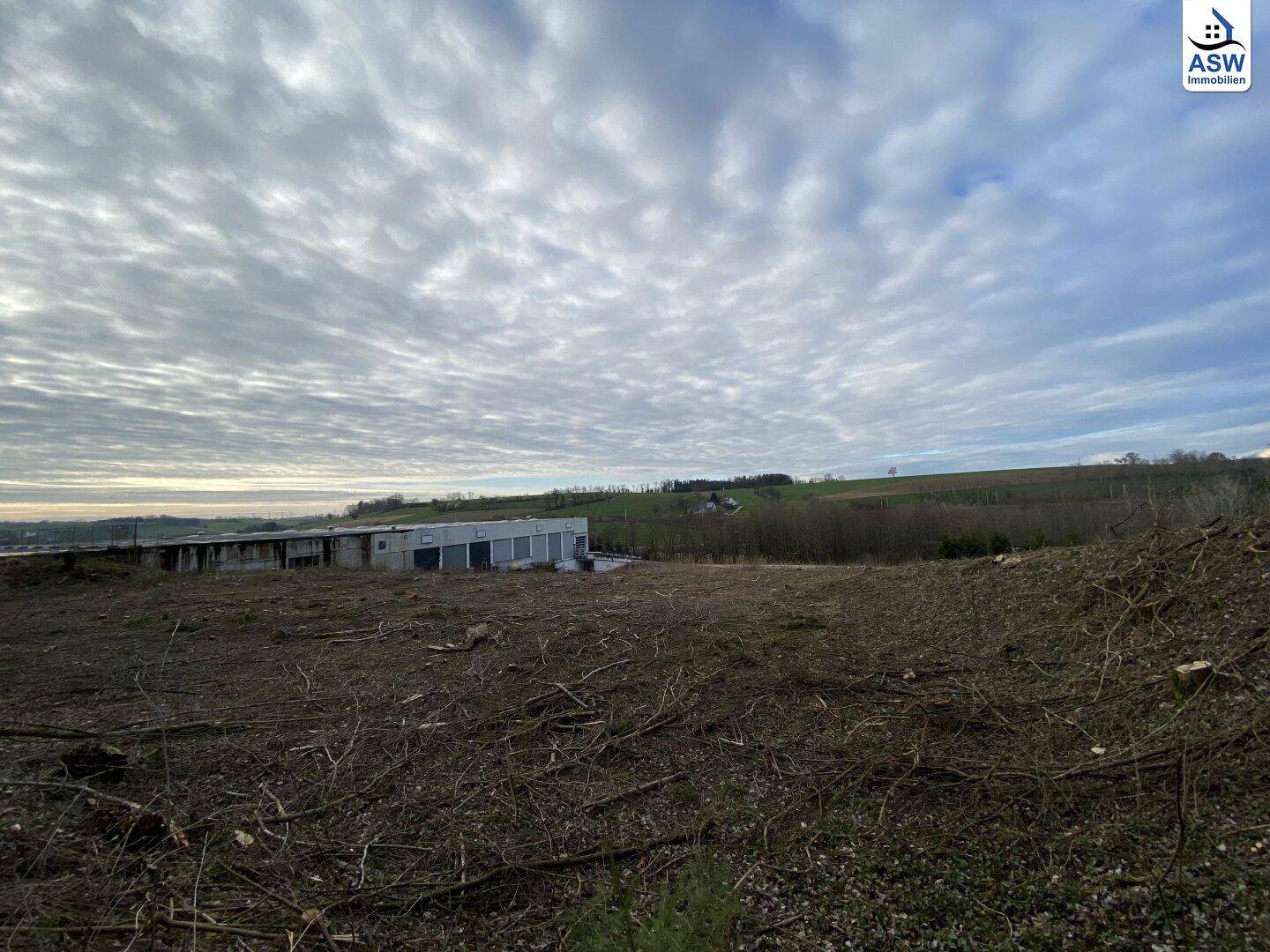 Gerodetes Grundstück mit Baumstümpfen und Ästen, Industriebauten im Hintergrund unter einem bewölkten Himmel.
