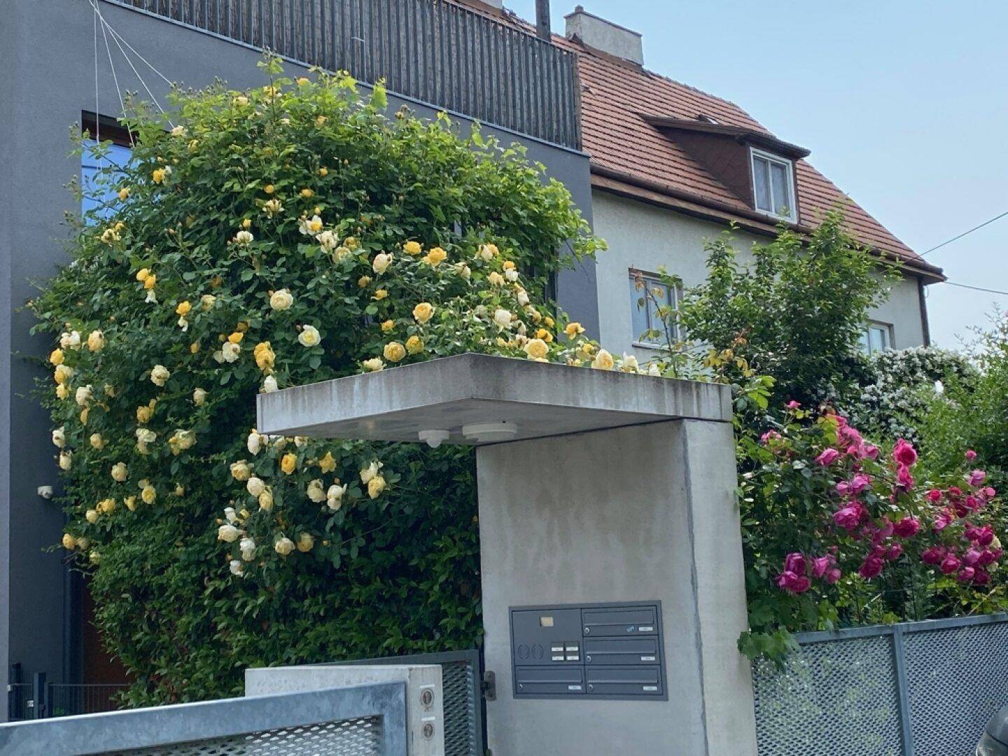 Eingangsbereich eines modernen Gebäudes, umgeben von blühenden Rosensträuchern.