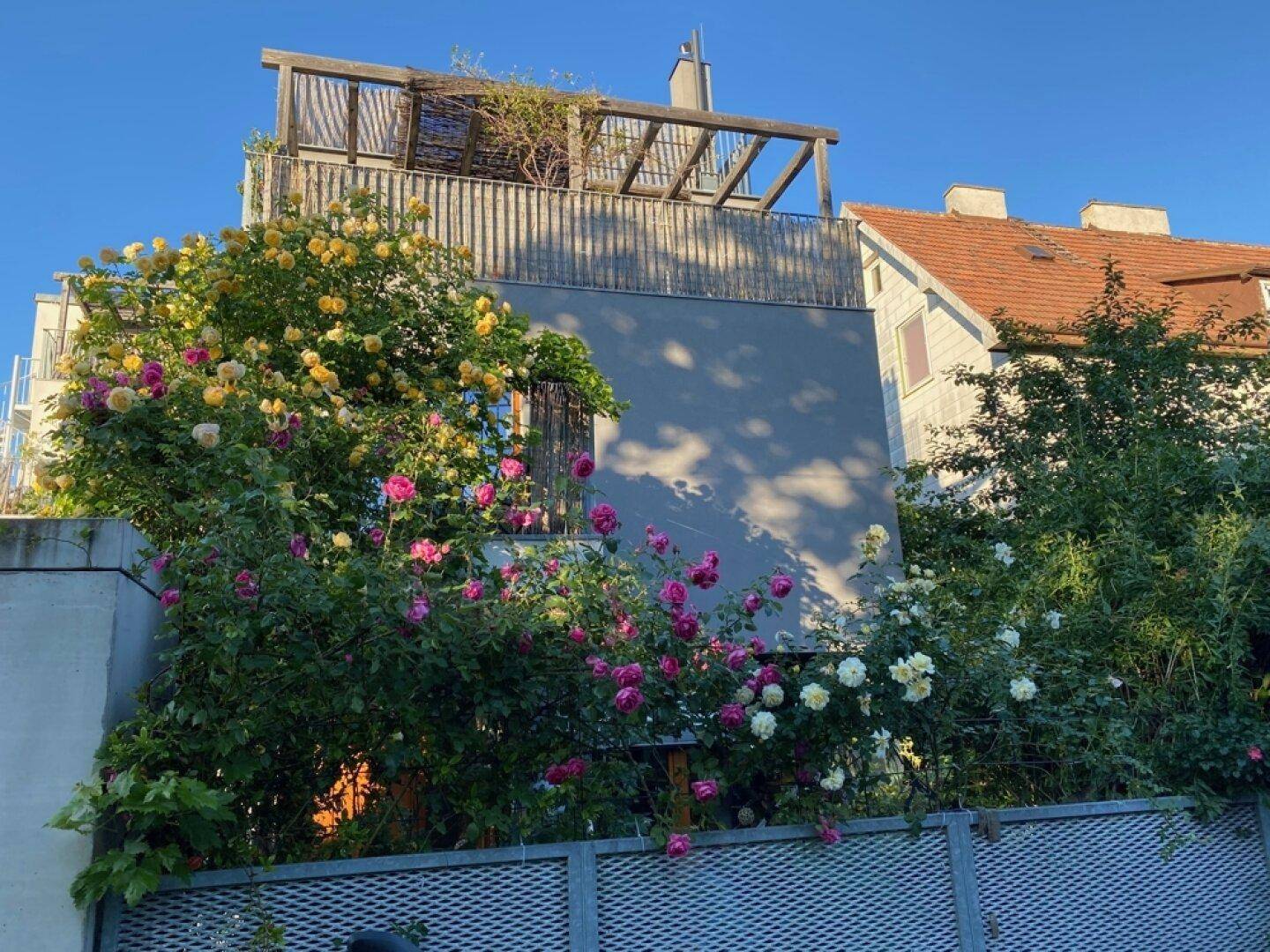 Gebäudefassade mit üppig blühenden Rosensträuchern und Dachterrasse.
