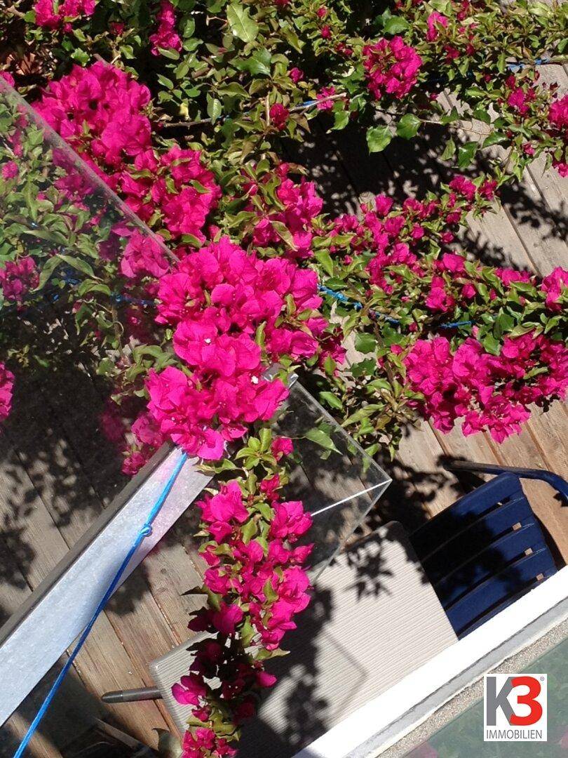 Nahaufnahme von leuchtend pinken Bougainvillea-Blüten, die den Außenbereich farbenfroh verschönern.