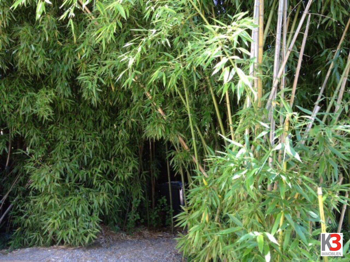 Dichte Bambuspflanzen schaffen eine natürliche und grüne Abgrenzung im Gartenbereich.
