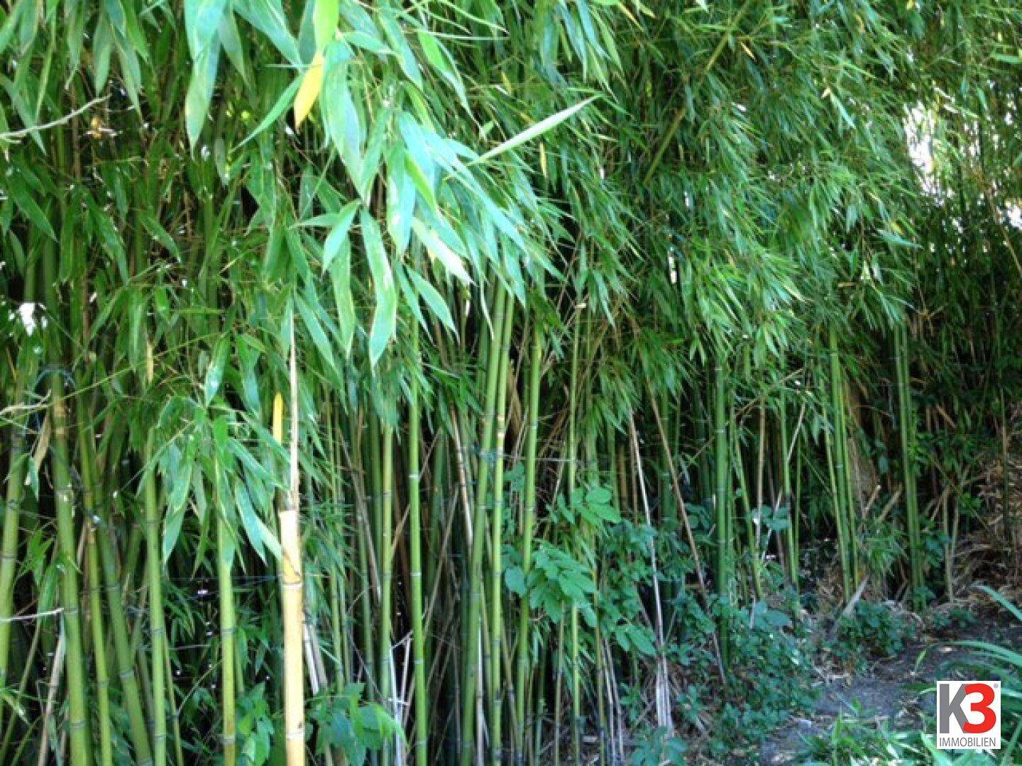 Üppiges Bambusdickicht mit vielen grünen Stängeln und Blättern, das eine dichte Hecke bildet.
