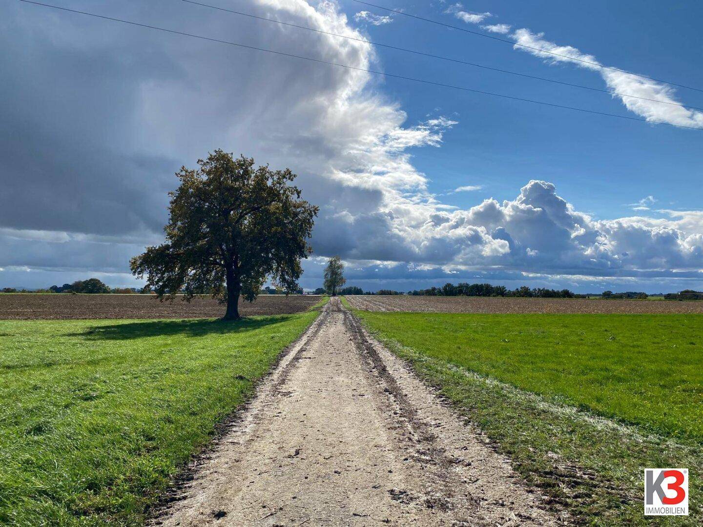 Ein Feldweg führt durch weite grüne Felder unter einem dramatischen Himmel mit großen Wolken und einem einzelnen Baum.