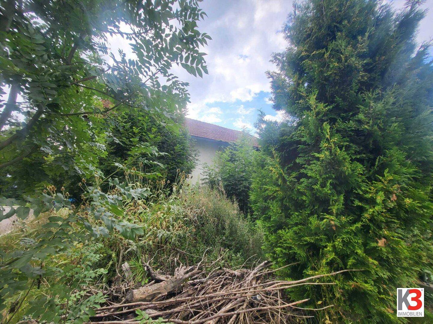 Dichte Bäume und Äste verdecken teilweise die Sicht auf ein älteres Hausdach im Hintergrund.