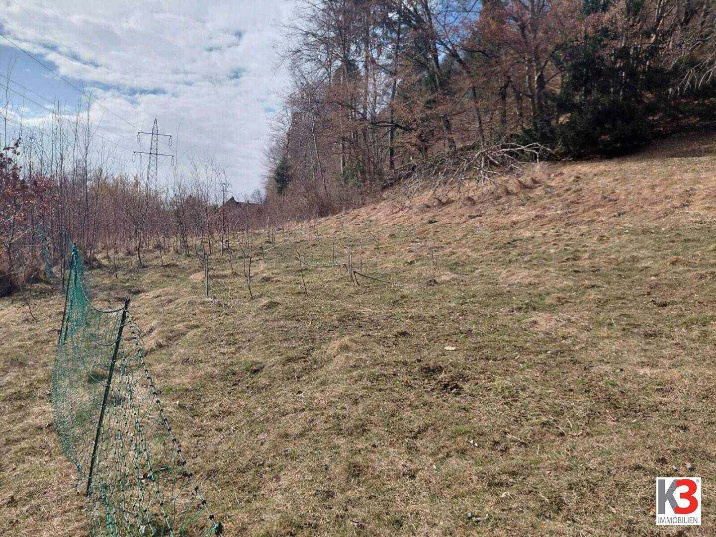 Hanglage mit jungen Bäumen und einem Zaun, umgeben von Wald und natürlicher Vegetation.