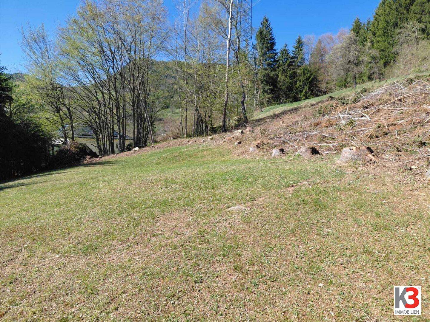 Grüne Hanglage mit Baumstümpfen und Waldrand im Hintergrund unter blauem Himmel.