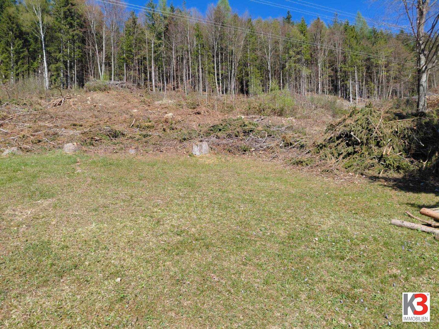 Offene Rasenfläche mit Holzresten und Waldrand im Hintergrund an einem sonnigen Tag.