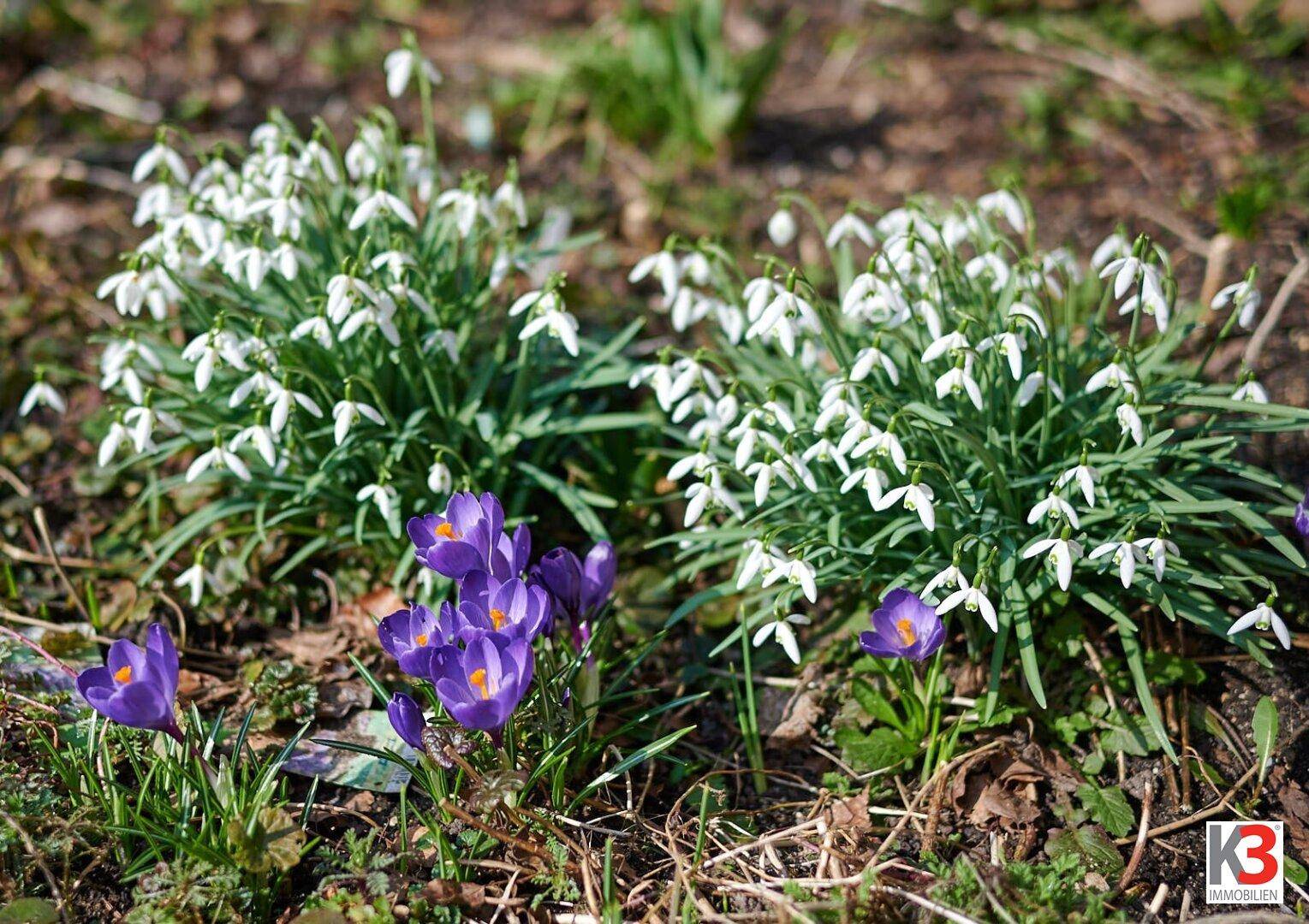 Nahaufnahme von Schneeglöckchen und lila Krokussen, die im Gartenbeet blühen und den Frühling ankündigen.