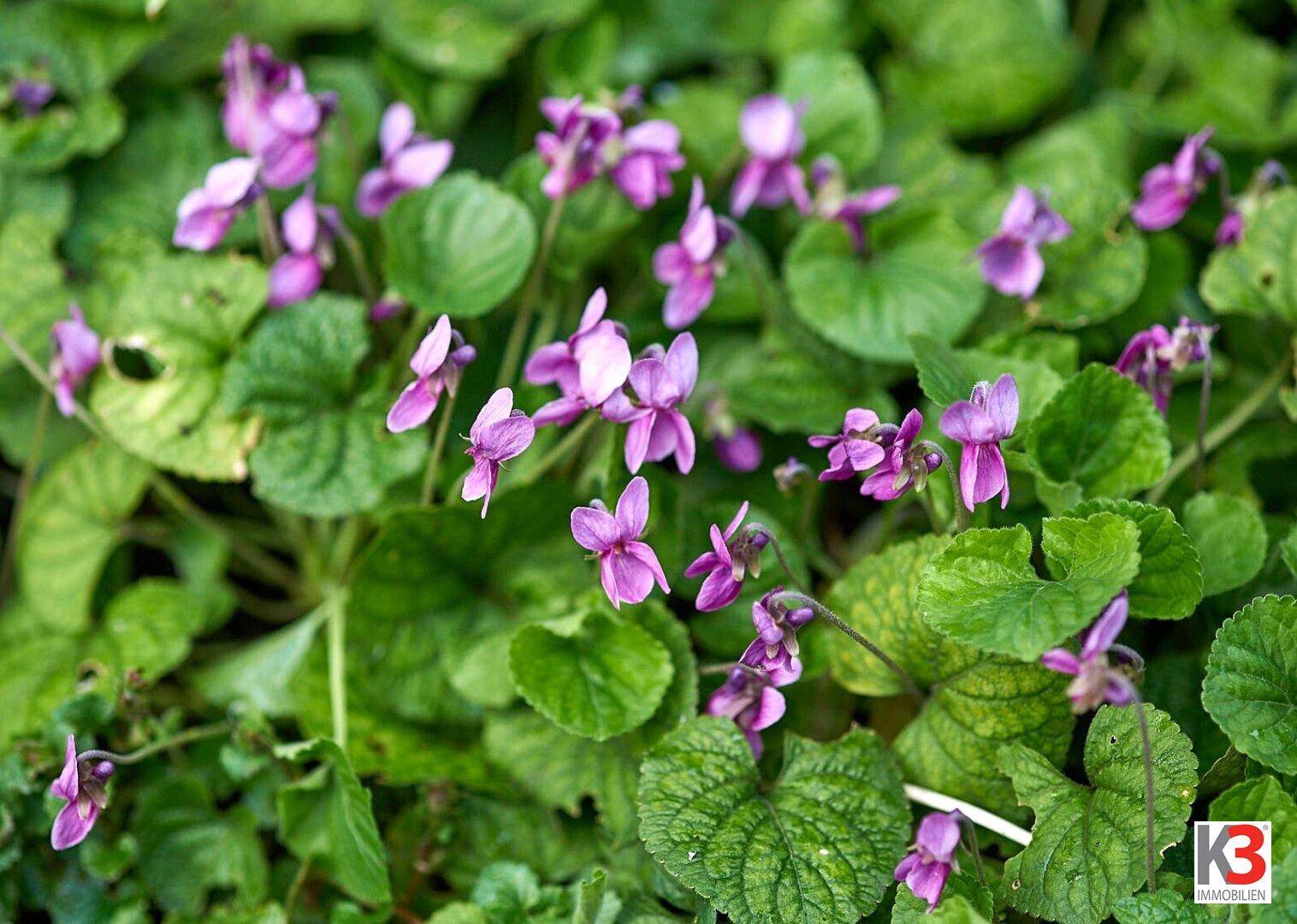 Nahaufnahme von kleinen lila Blüten mit grünen Blättern, die eine natürliche Schönheit im Garten zeigen.