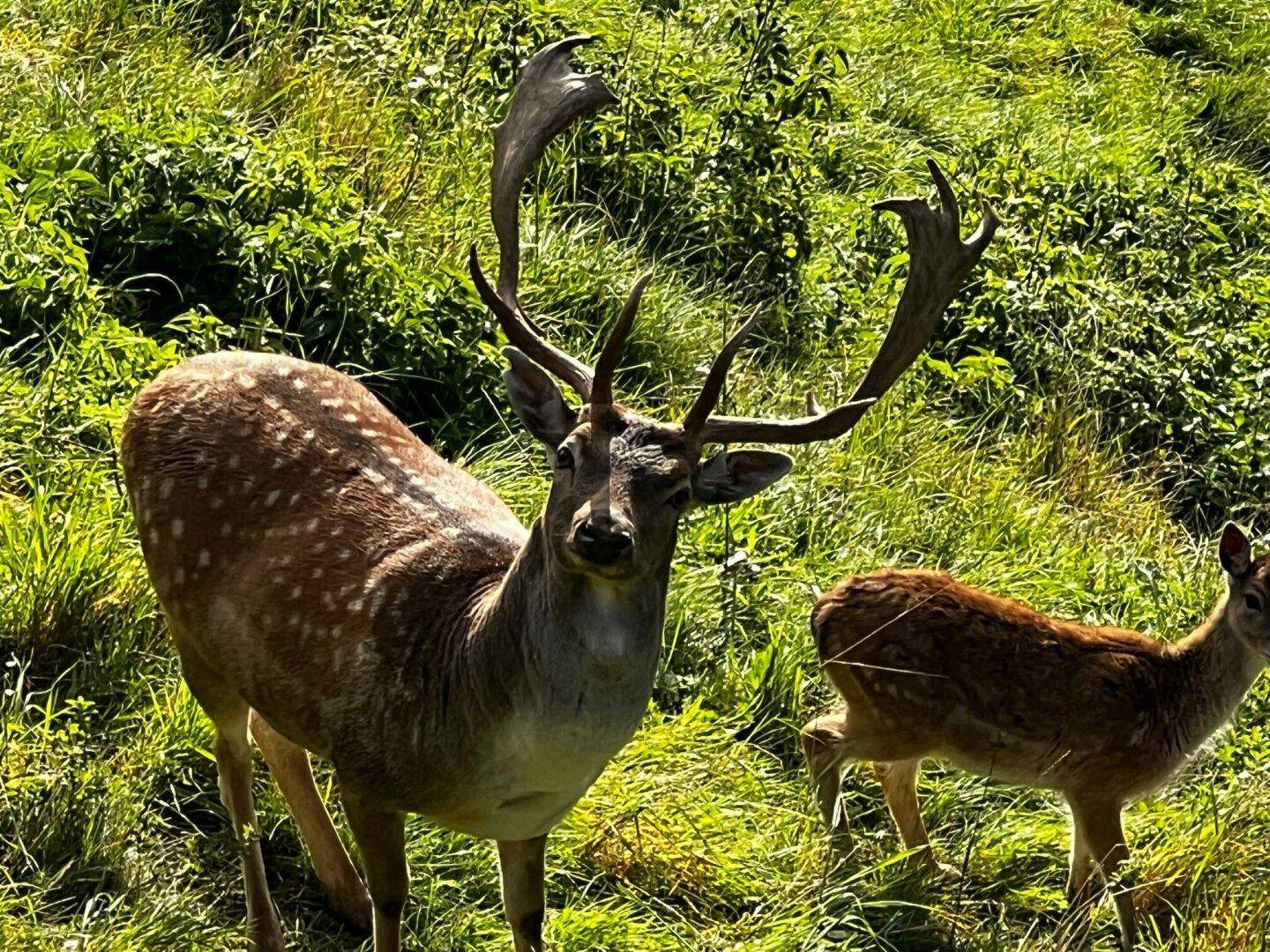 Symbolfoto Damwild