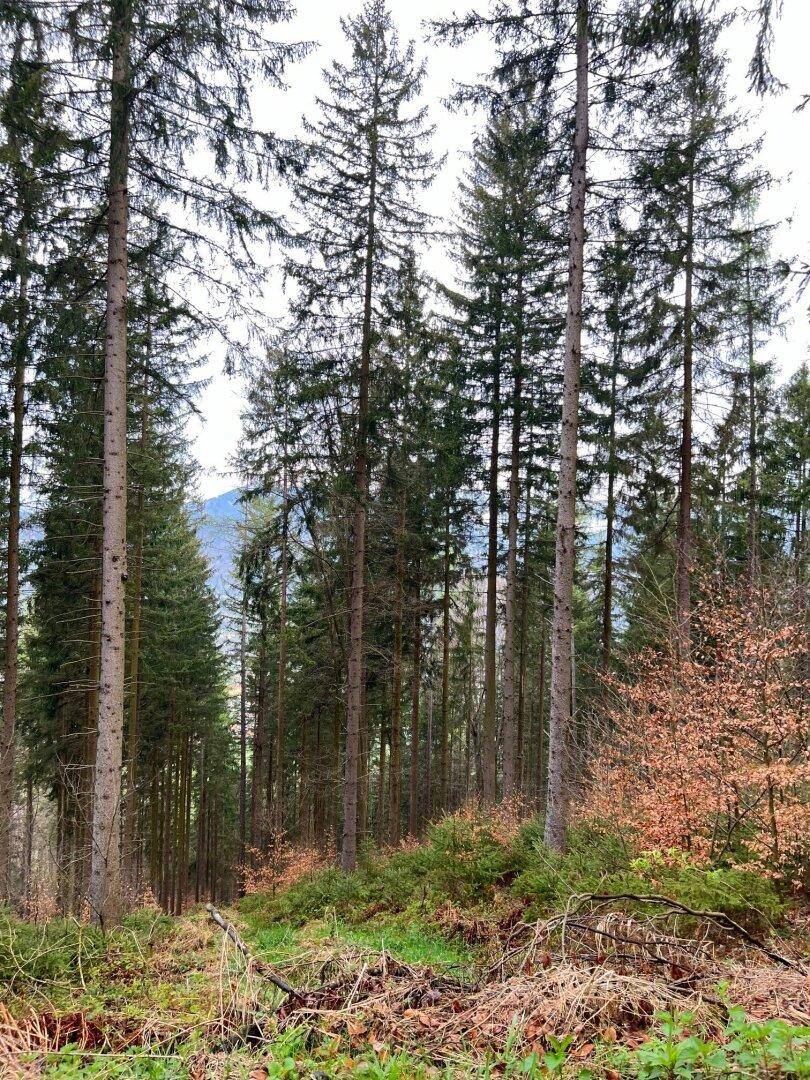 Hohe Nadelbäume in einem Wald mit Blick auf die entfernten Berge und Waldwege.