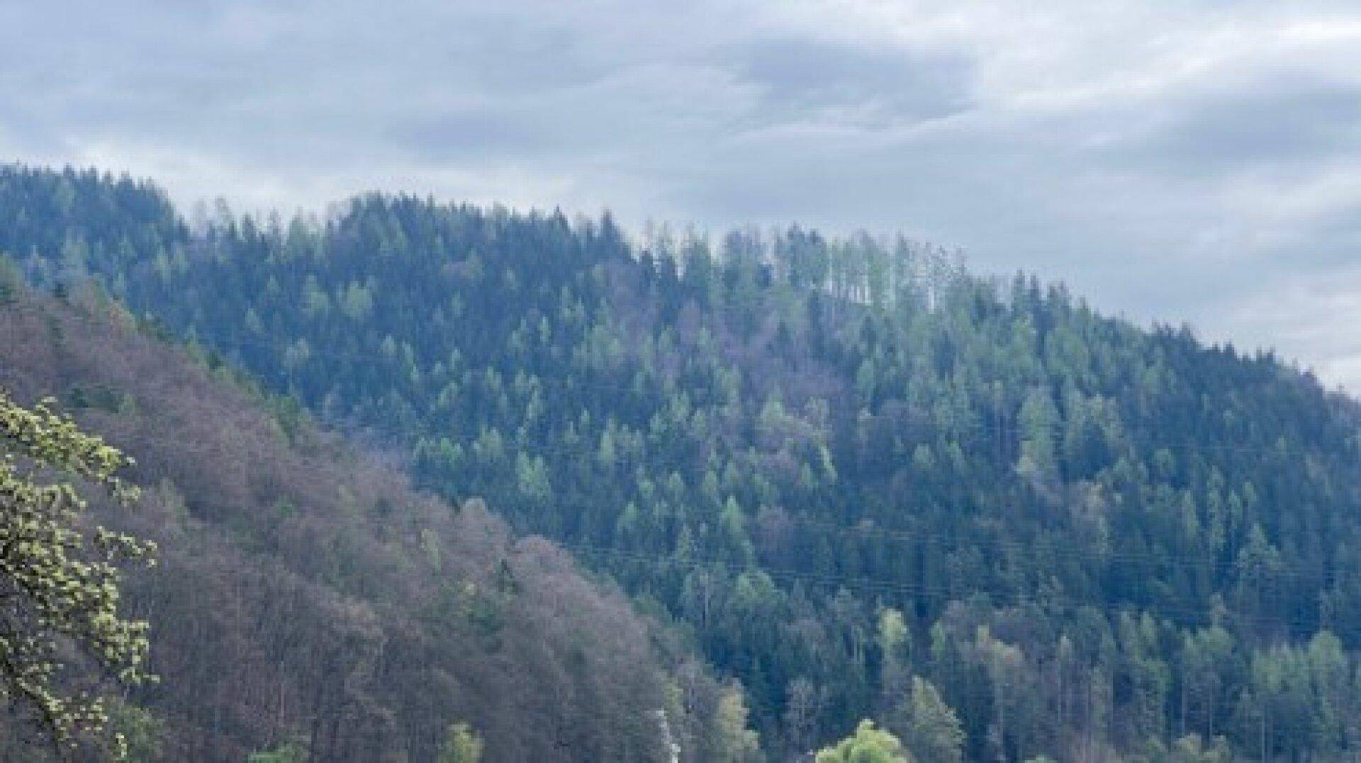 Bewaldeter Berghang unter bewölktem Himmel, zeigt die weite Naturlandschaft.
