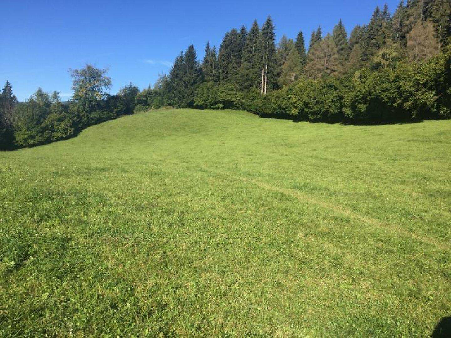 Weitläufige grüne Wiese unter klarem blauem Himmel, umgeben von dichtem Wald im Hintergrund.