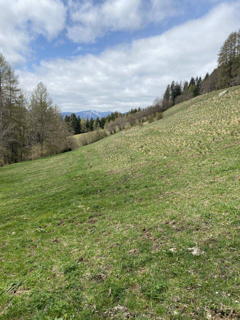 Grüne Wiese an einem Hang mit vereinzelten Bäumen und bewölktem Himmel, im Hintergrund sind schneebedeckte Berge zu sehen.