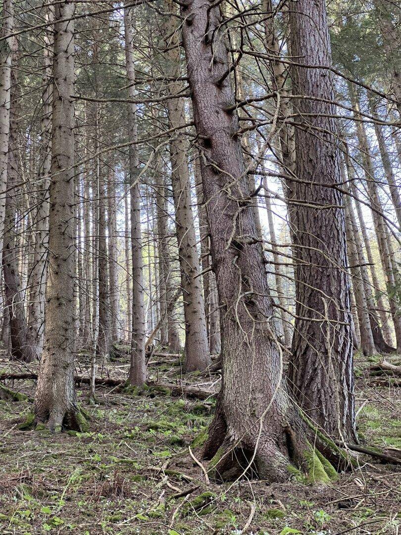 Ansicht Wald