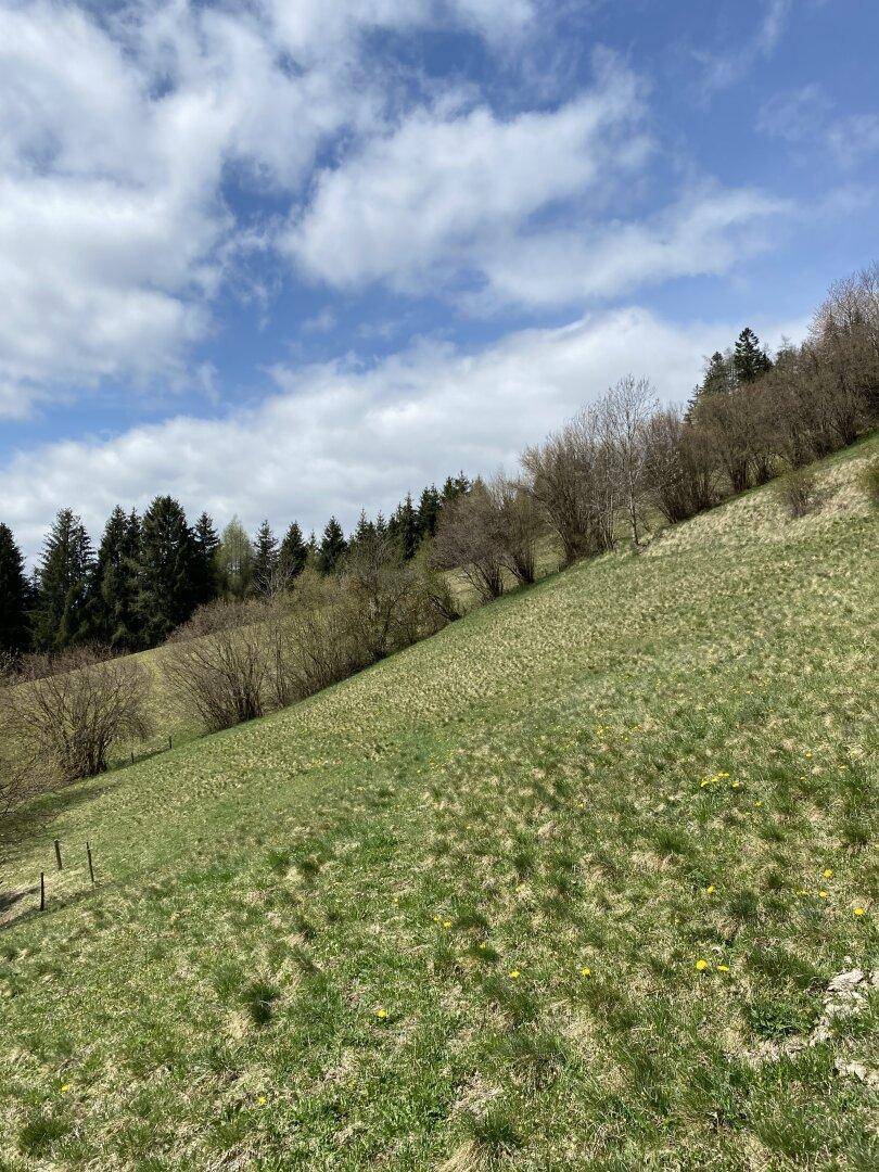 Steiler grüner Hang mit spärlicher Vegetation und einigen Bäumen unter einem teilweise bewölkten Himmel.