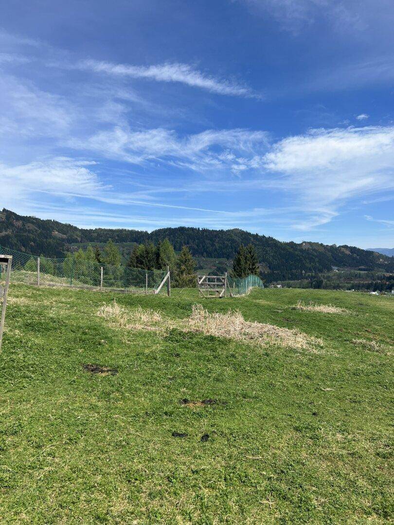 Ansicht Wiese / Weide