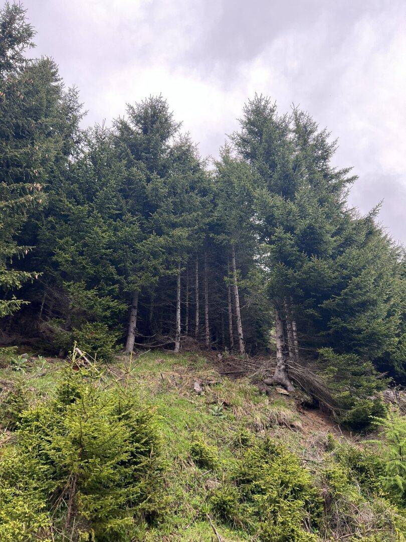 Ansicht Jungwald