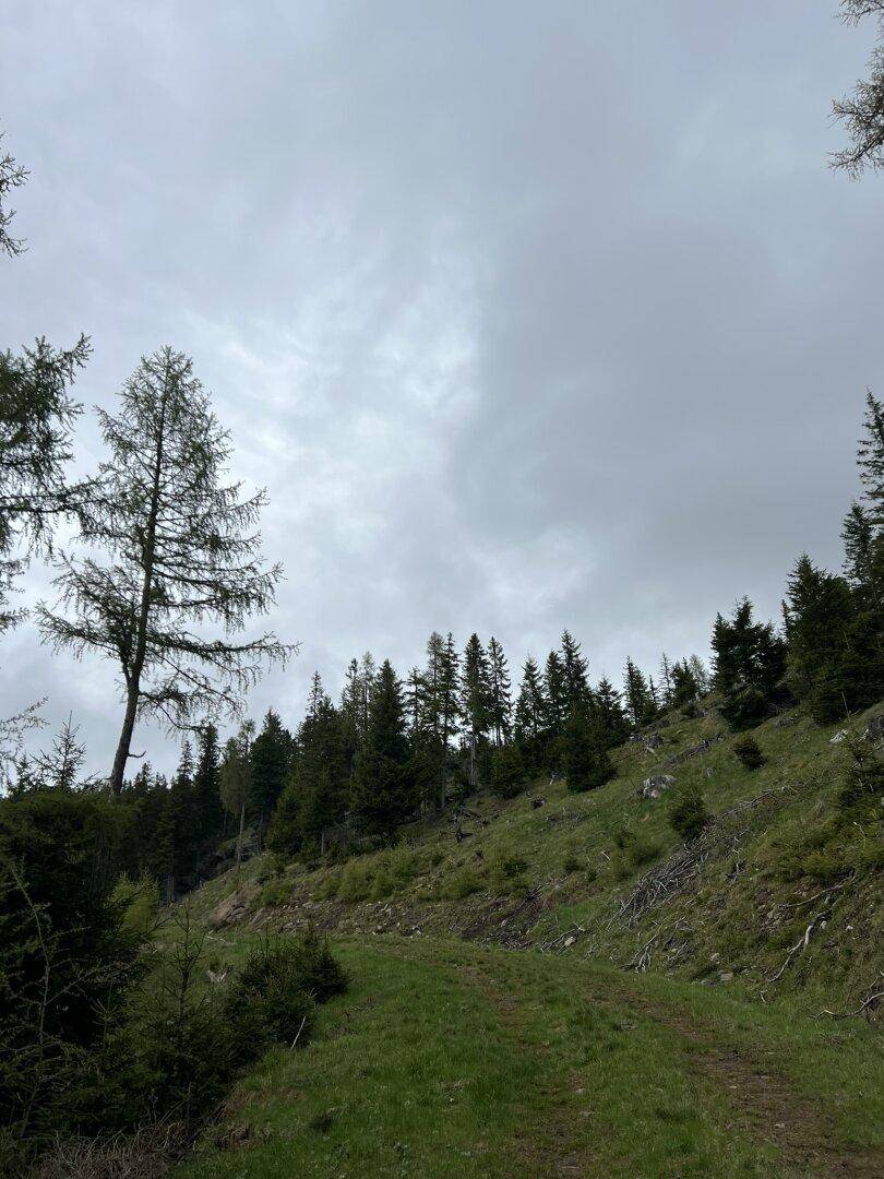 Weitläufige Waldlandschaft mit bewachsenen Hügeln und einem Pfad unter grauem Himmel.