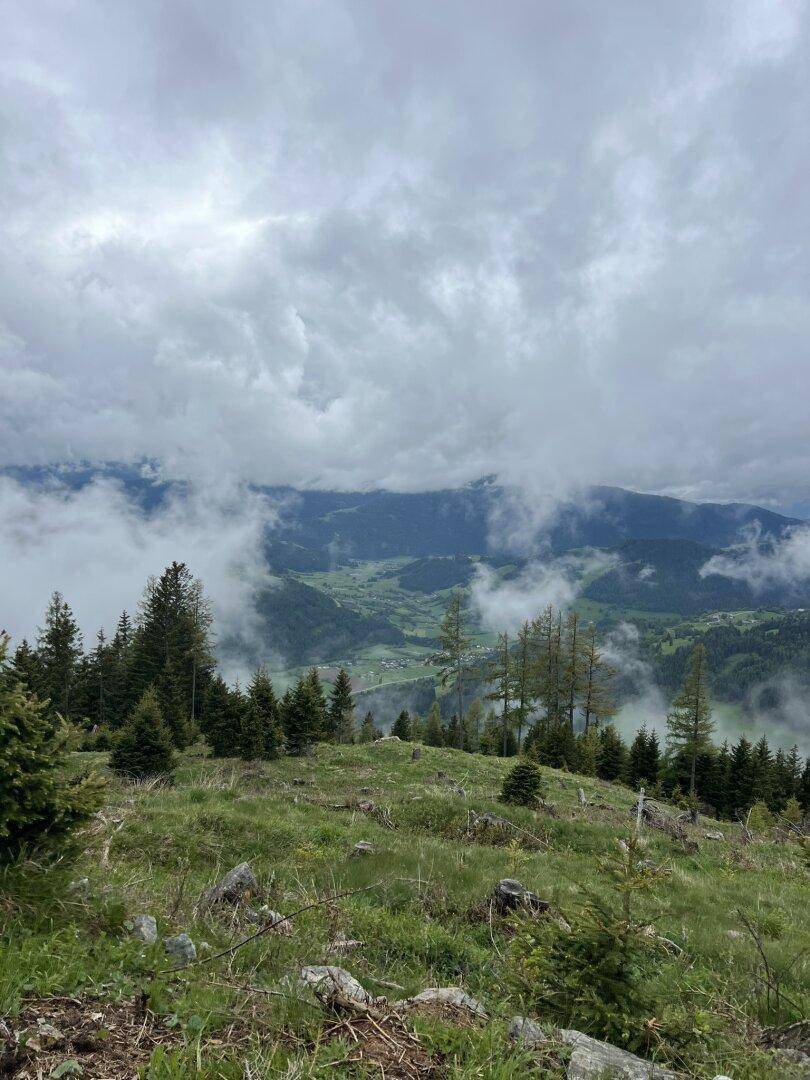 Ansicht Jungwald / Fernsicht