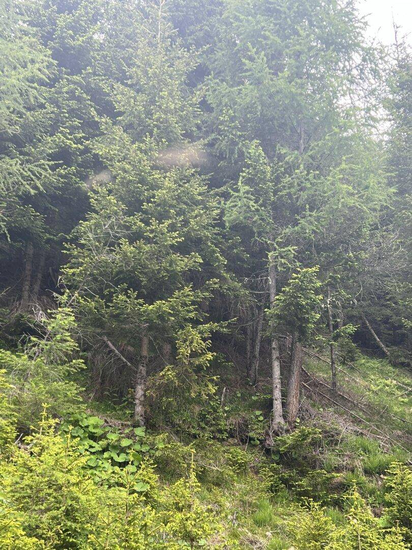Ansicht Wald