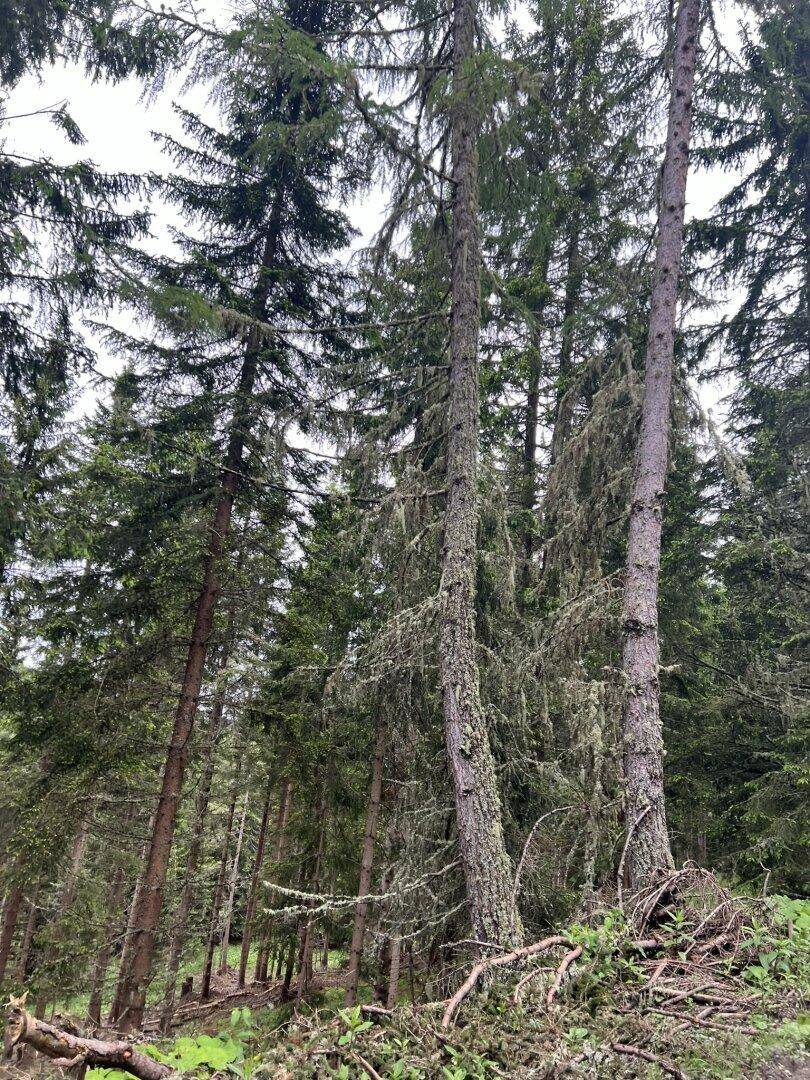 Ansicht Wald