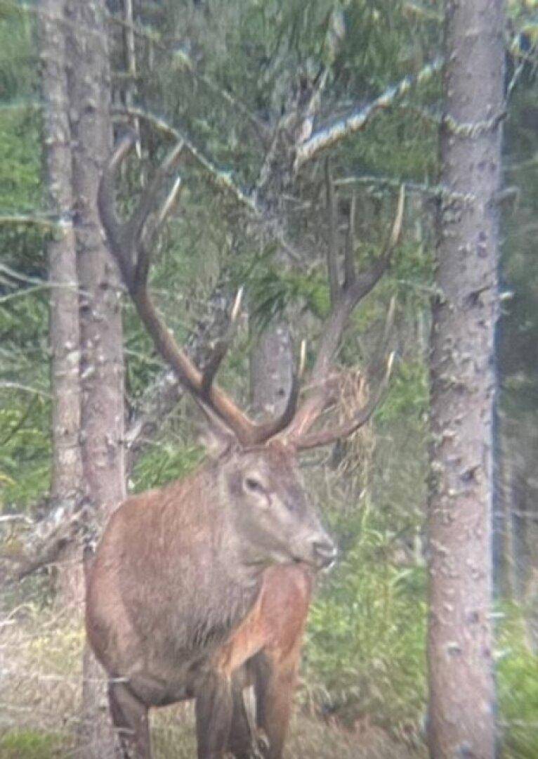 Auf der Wildkamera