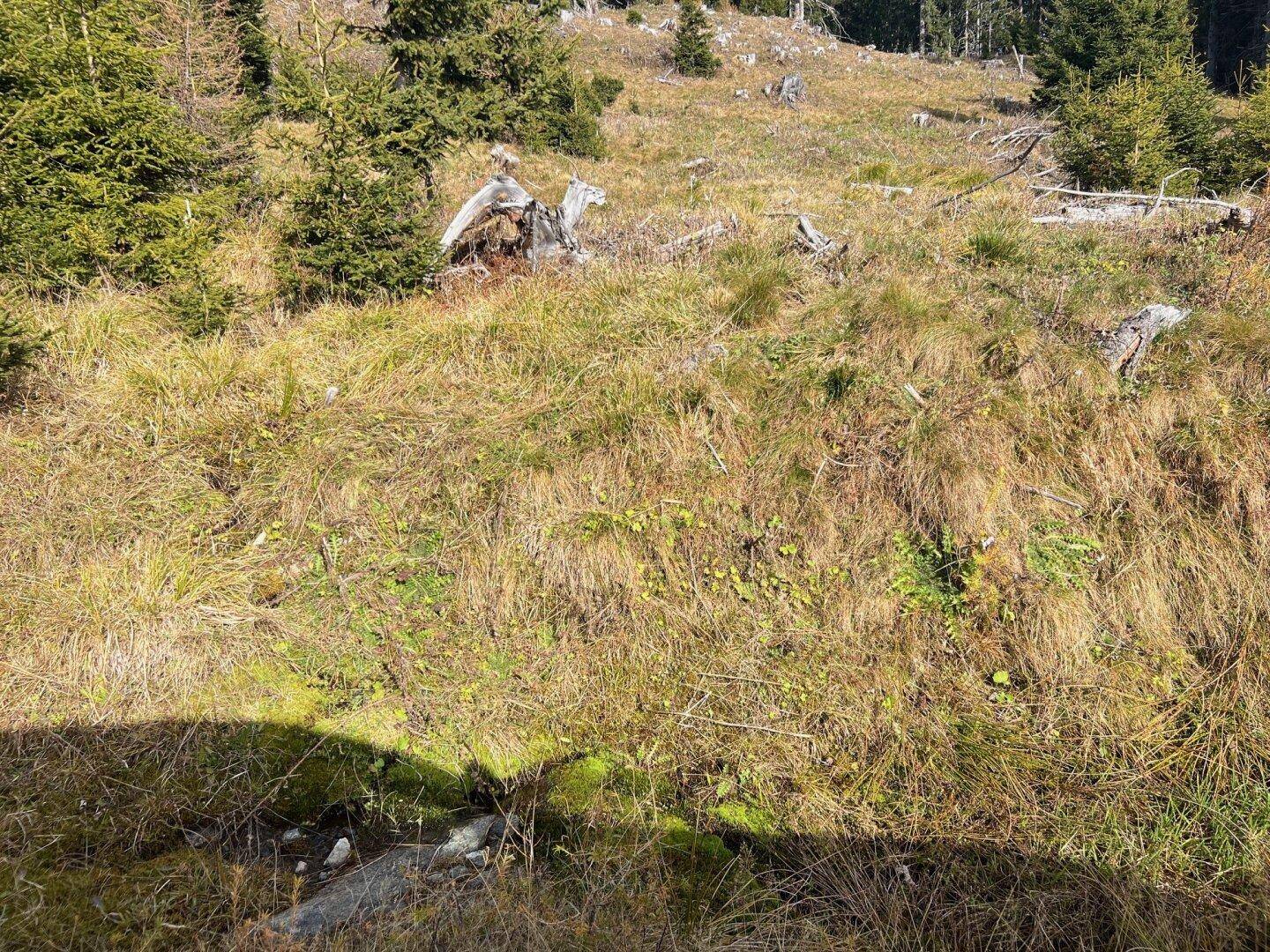 Eine offene Wiese mit trockenem Gras und Baumstümpfen in einer Waldlichtung.