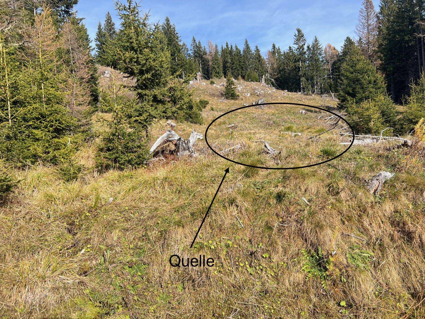 Eine sonnige Waldlichtung mit trockenem Gras und Baumstümpfen, markiert als Quelle.