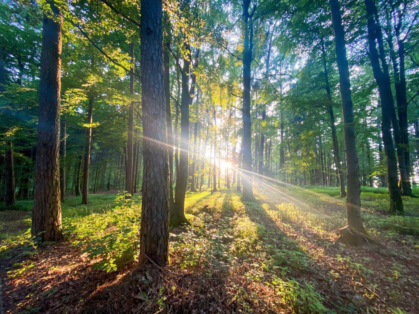 Wald Symbolfoto