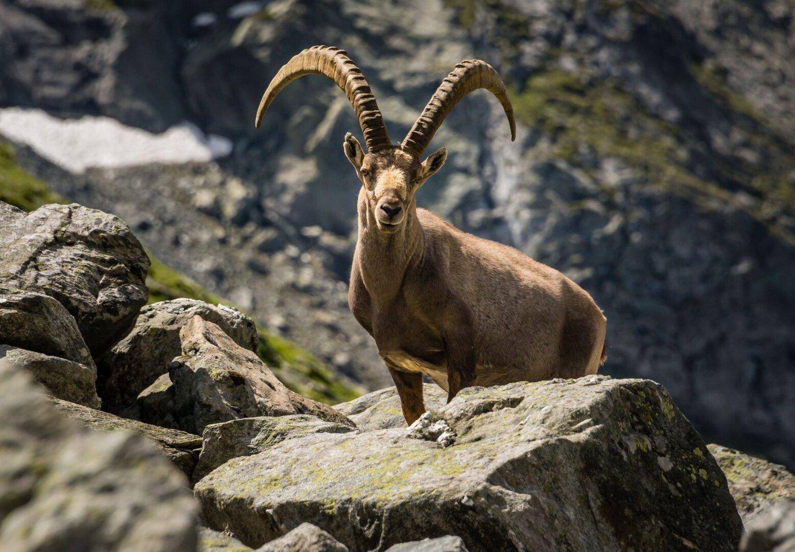 Steinbock Symbolfoto