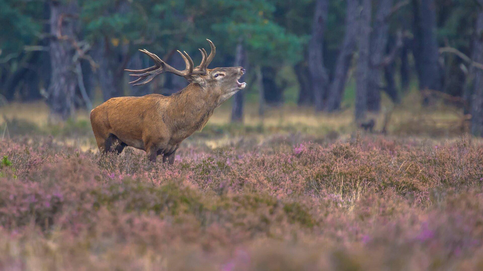 Hirsch Symbolfoto
