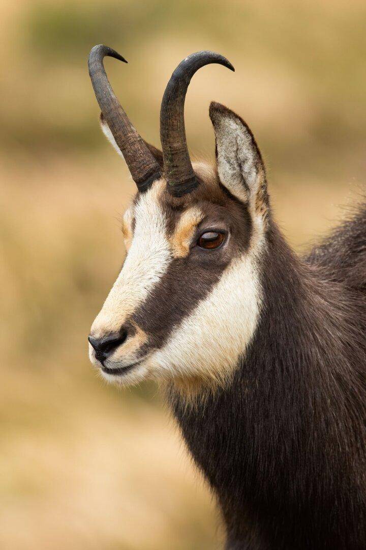 Gams Symbolfoto