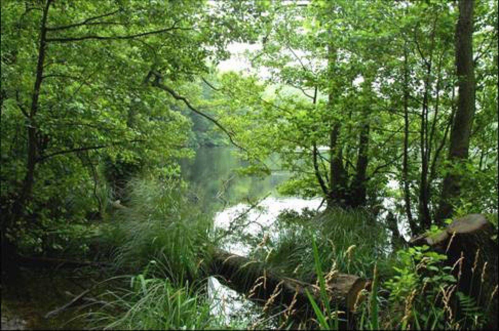 Dichter Wald umgibt einen ruhigen See oder Fluss, mit üppigem Grün und Baumstämmen.