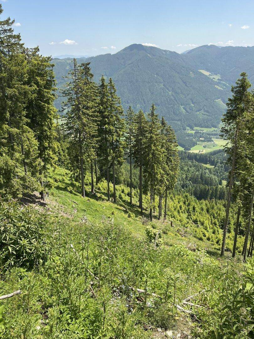 Panoramablick über bewaldete Berge und ein grünes Tal unter einem klaren blauen Himmel.