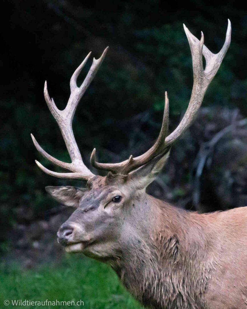 Hirsch Symbolfoto