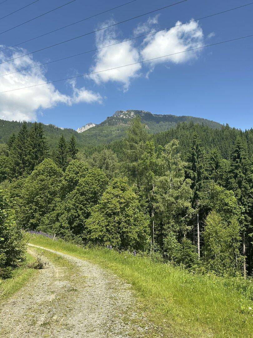 Waldfläche