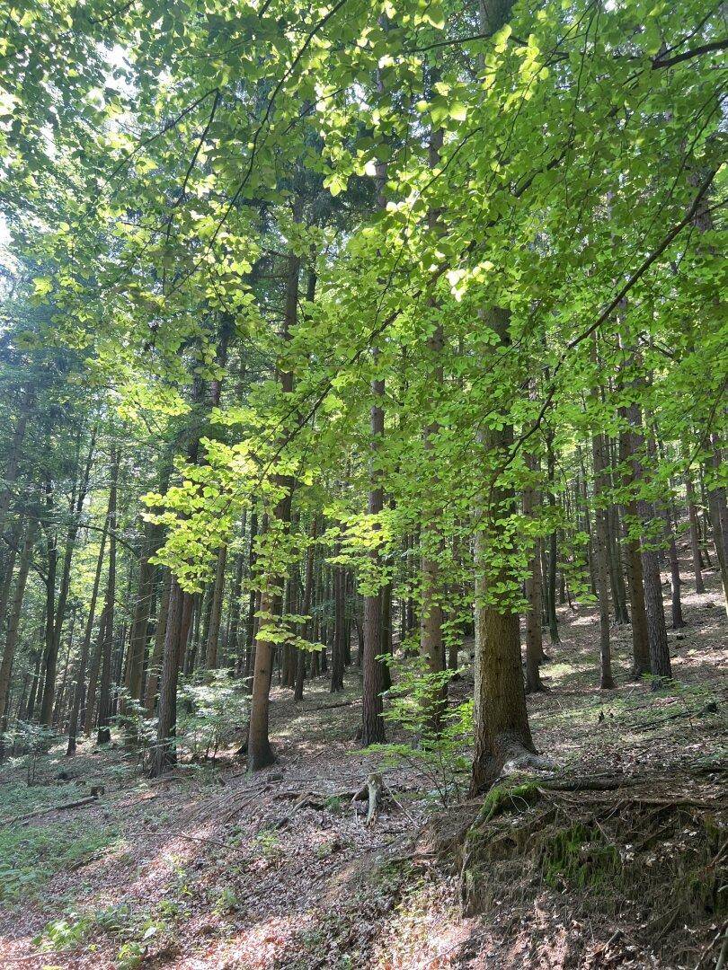 Sonniger Wald mit hohen Bäumen und dichtem Laubwerk, ideal für Naturliebhaber und Spaziergänge.