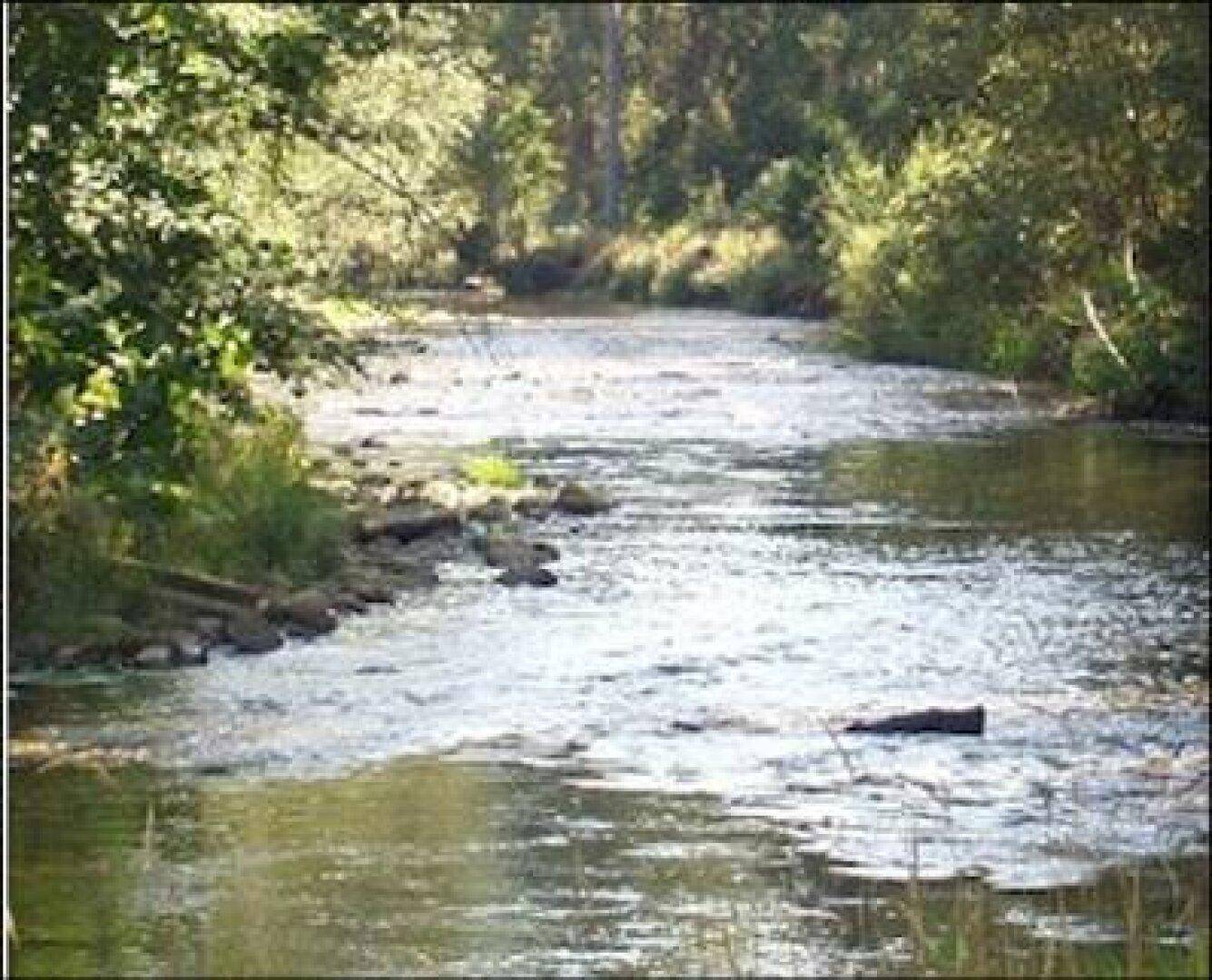 Sonniger Flusslauf durch eine grüne Landschaft mit Bäumen und Sträuchern am Ufer.