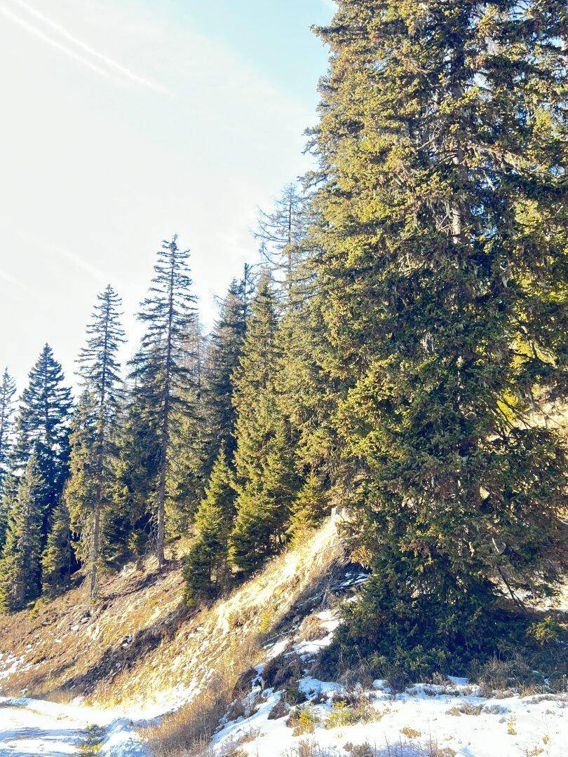 Hohe Nadelbäume bedecken einen sonnigen Hang mit Schneeresten, unter einem klaren blauen Himmel.
