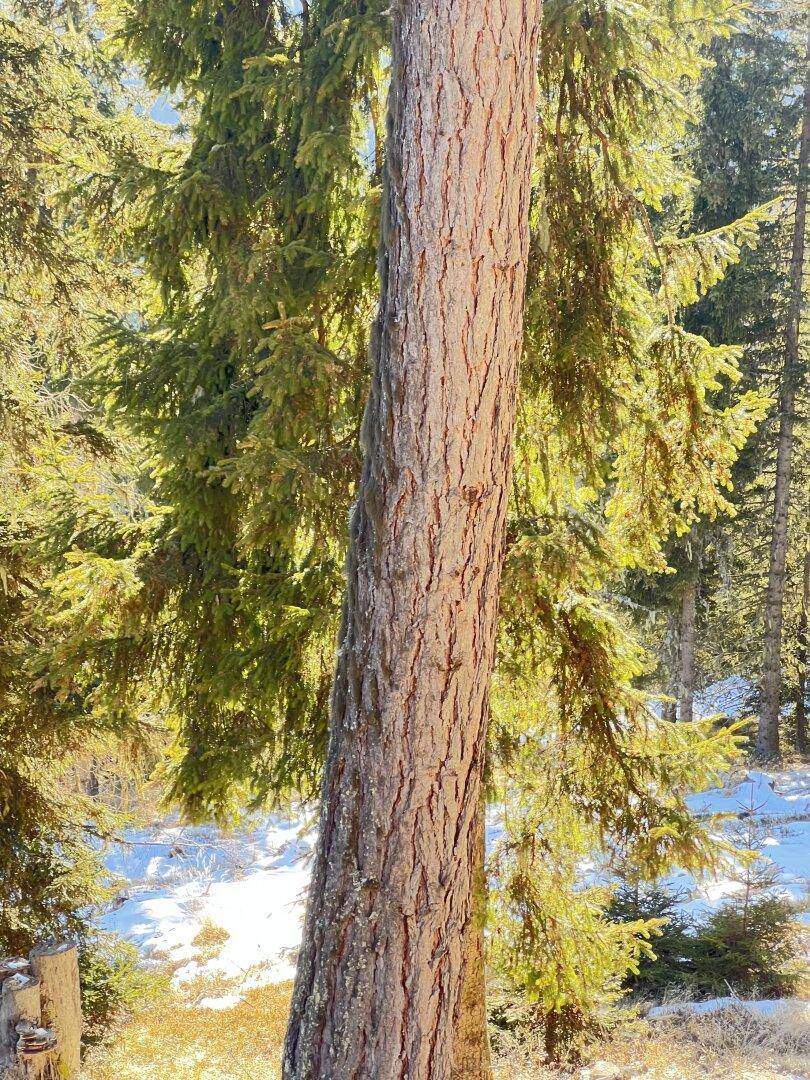 Ein großer Baumstamm mit rauer Rinde im Vordergrund, umgeben von Nadelbäumen und Schnee im Sonnenlicht.