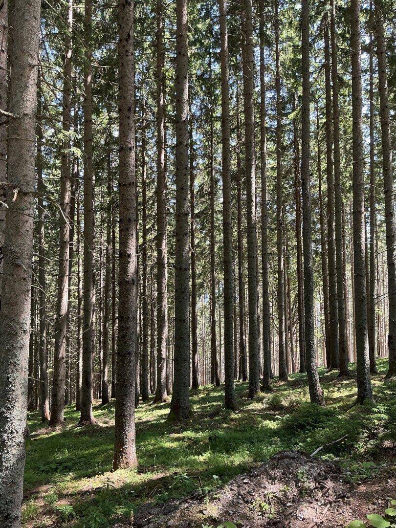 Dichter Nadelwald mit hohen Baumstämmen und sonnigen Lichtungen am Waldboden.