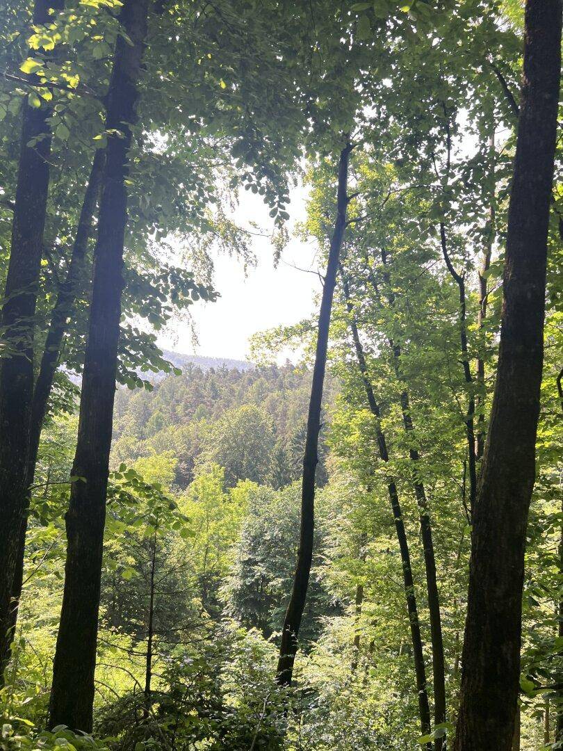 Dichter Wald mit hohen Bäumen, durch deren Blätter das Sonnenlicht fällt und eine grüne Landschaft beleuchtet.