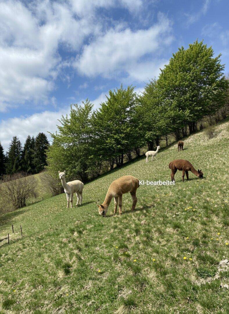 Alpakas grasen auf einem sonnigen grünen Hügel, umgeben von Bäumen und einem teilweise bewölkten Himmel.
